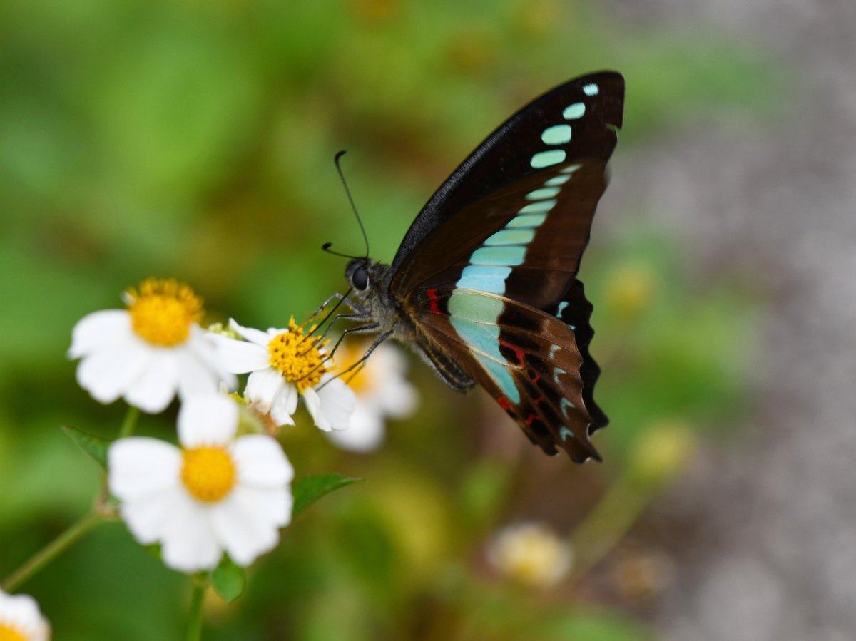 #100:
  ...
    f/... at ...mm - Shutter Speed: ... - ISO: ...